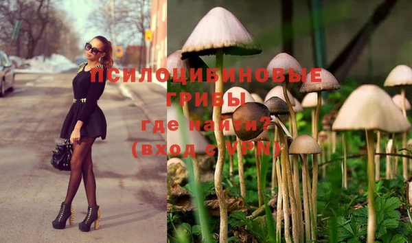 PSILOCYBIN Елабуга